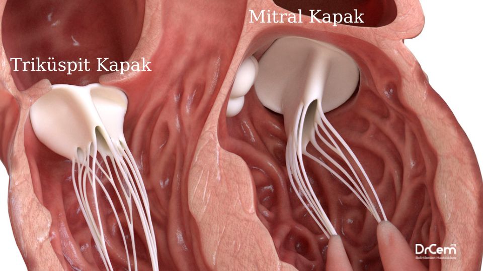 Kalp Kapak Hastalıkları görseli - DrCem hastalık rehberi